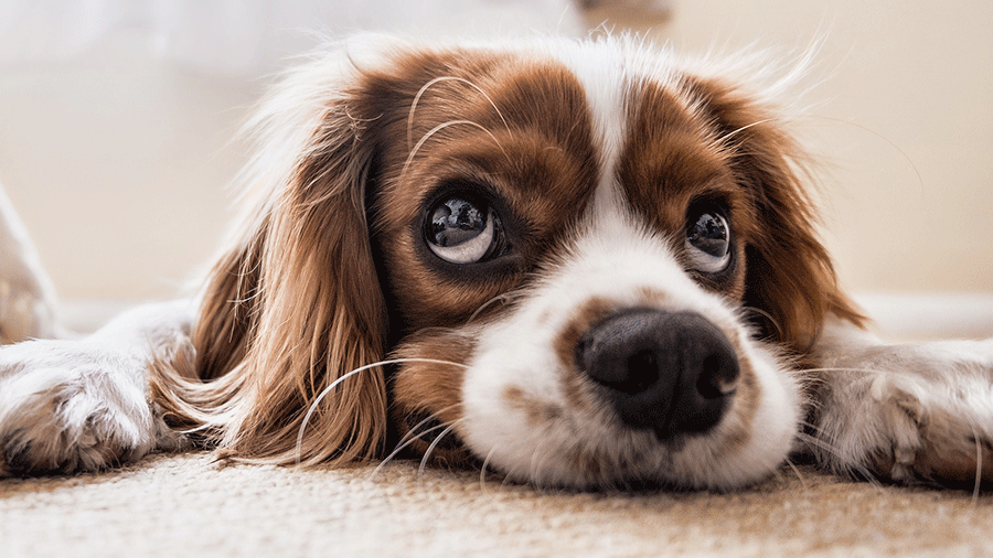 Dogs in the office is the best source of wellbeing