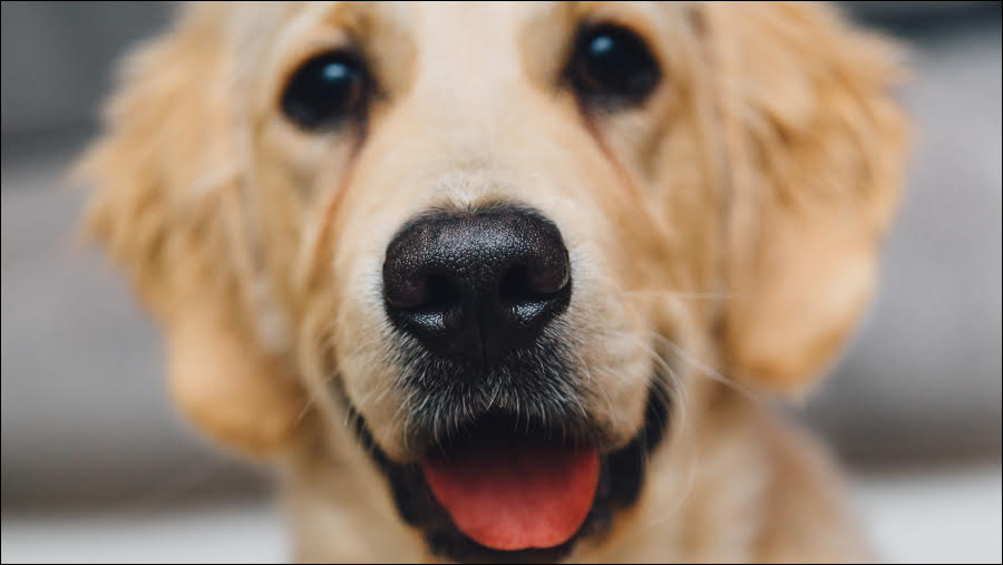 One in five British workplaces allow pets in the office